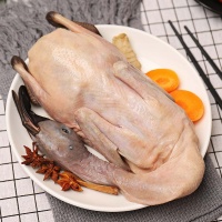 Vịt xiêm (ngan) còn sống, nông dân nuôi thiên nhiên an toàn
